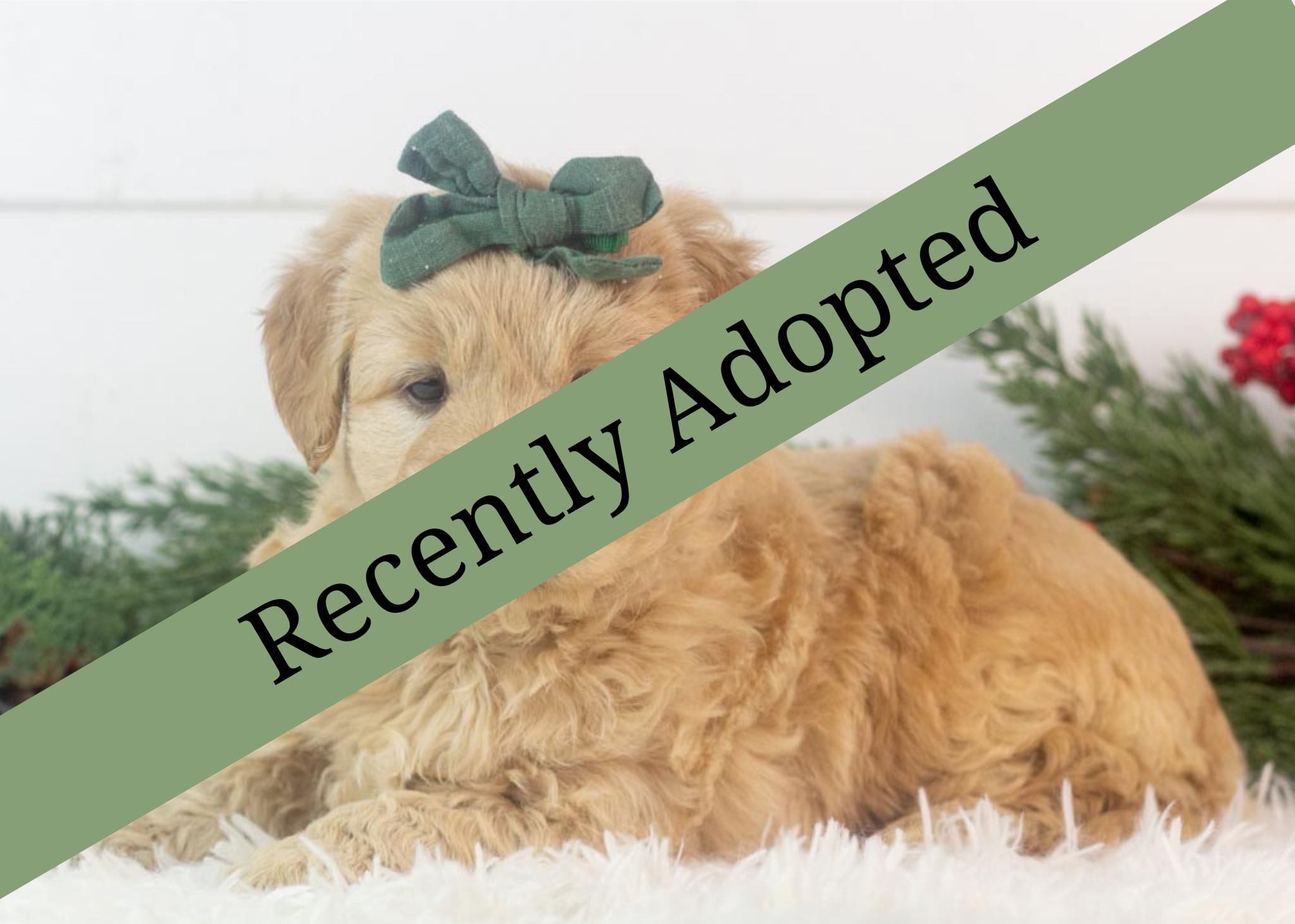 goldendoodle for sale