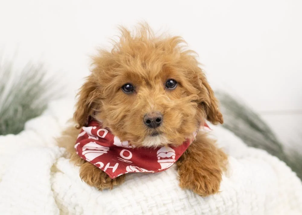 goldendoodle for sale