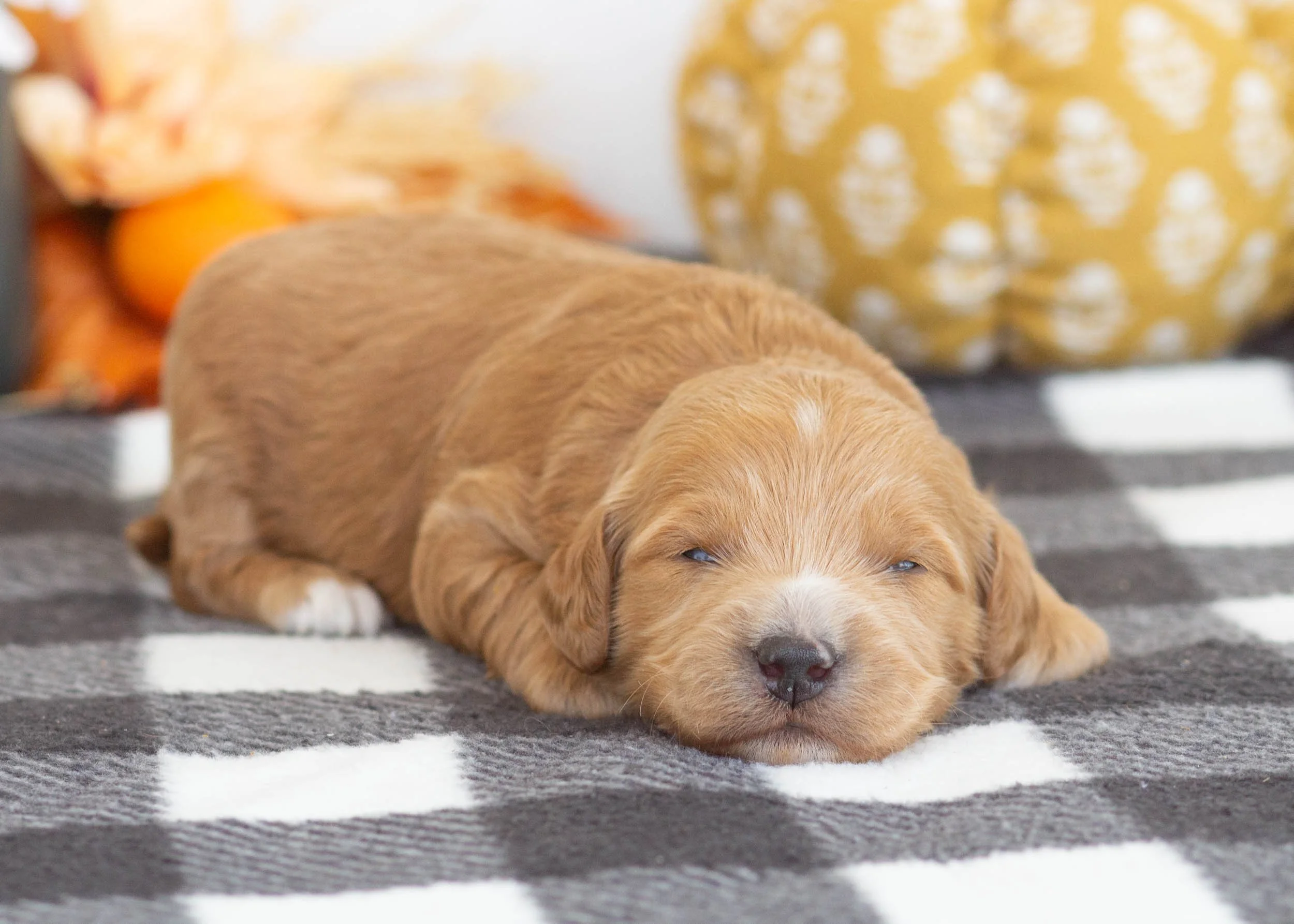Lucas goldendoodle for sale(2).jpg