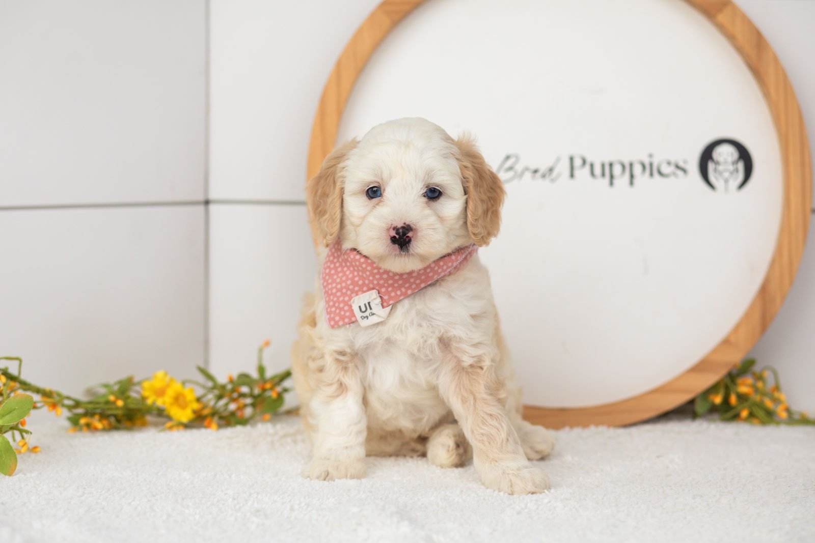 Flash goldendoodle for sale.jpg