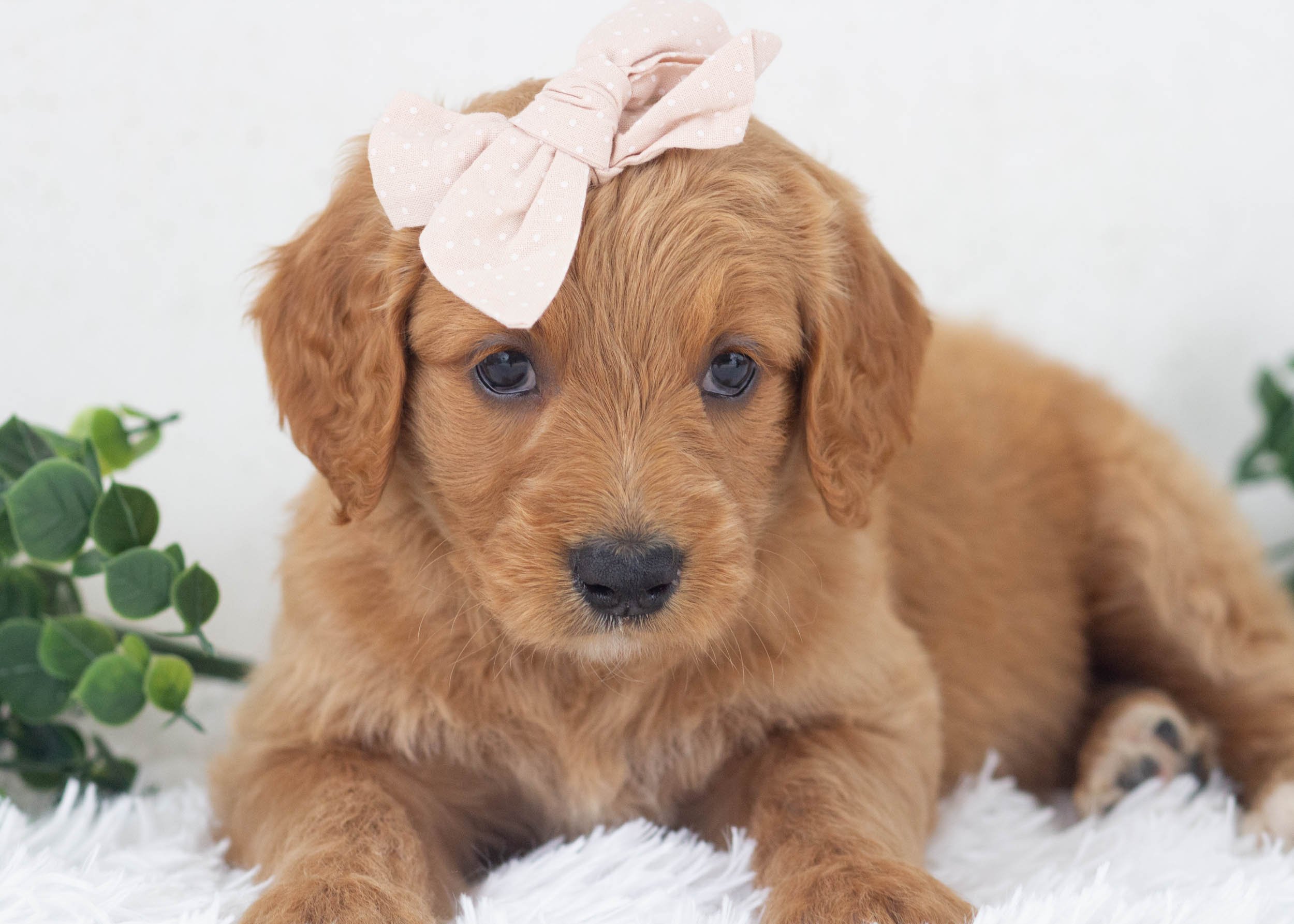 Riley Goldendoodle For Sale(1).jpg