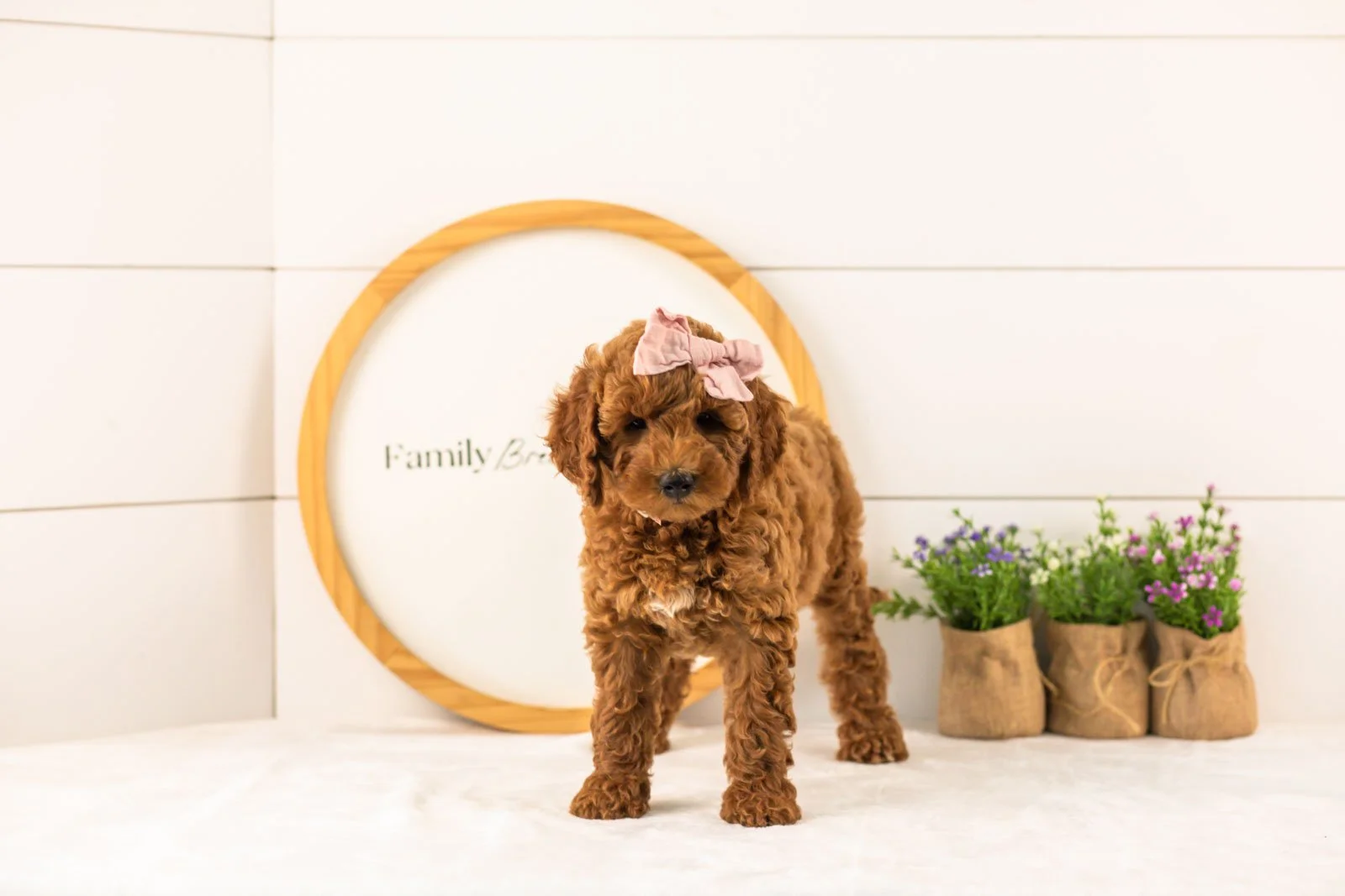 Mallory goldendoodle for sale(1).jpg