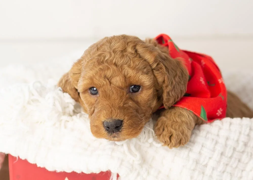 Andy goldendoodle for sale.jpg