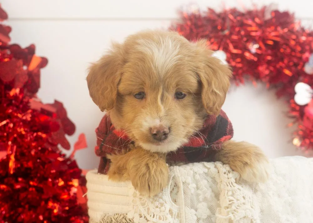 Rhett goldendoodle for sale(1).jpg