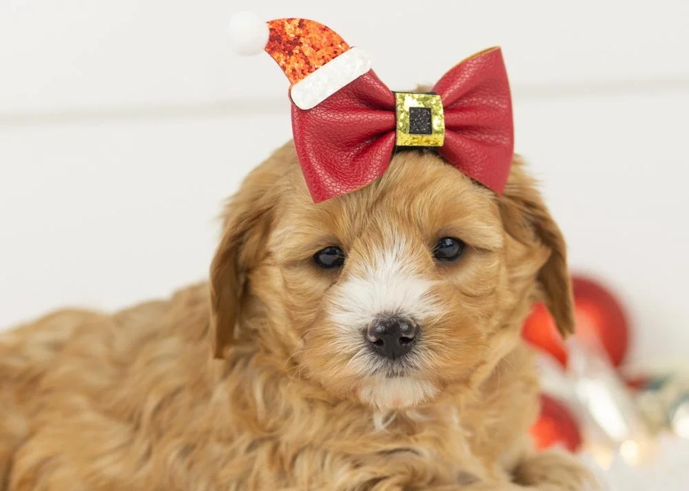 Jingle goldendoodle for sale(1).jpg