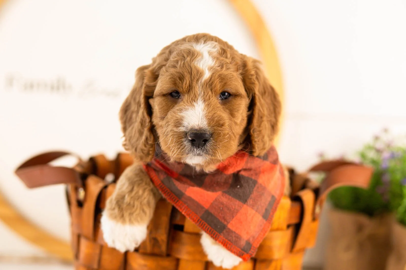 colby goldendoodle for sale(3).jpg
