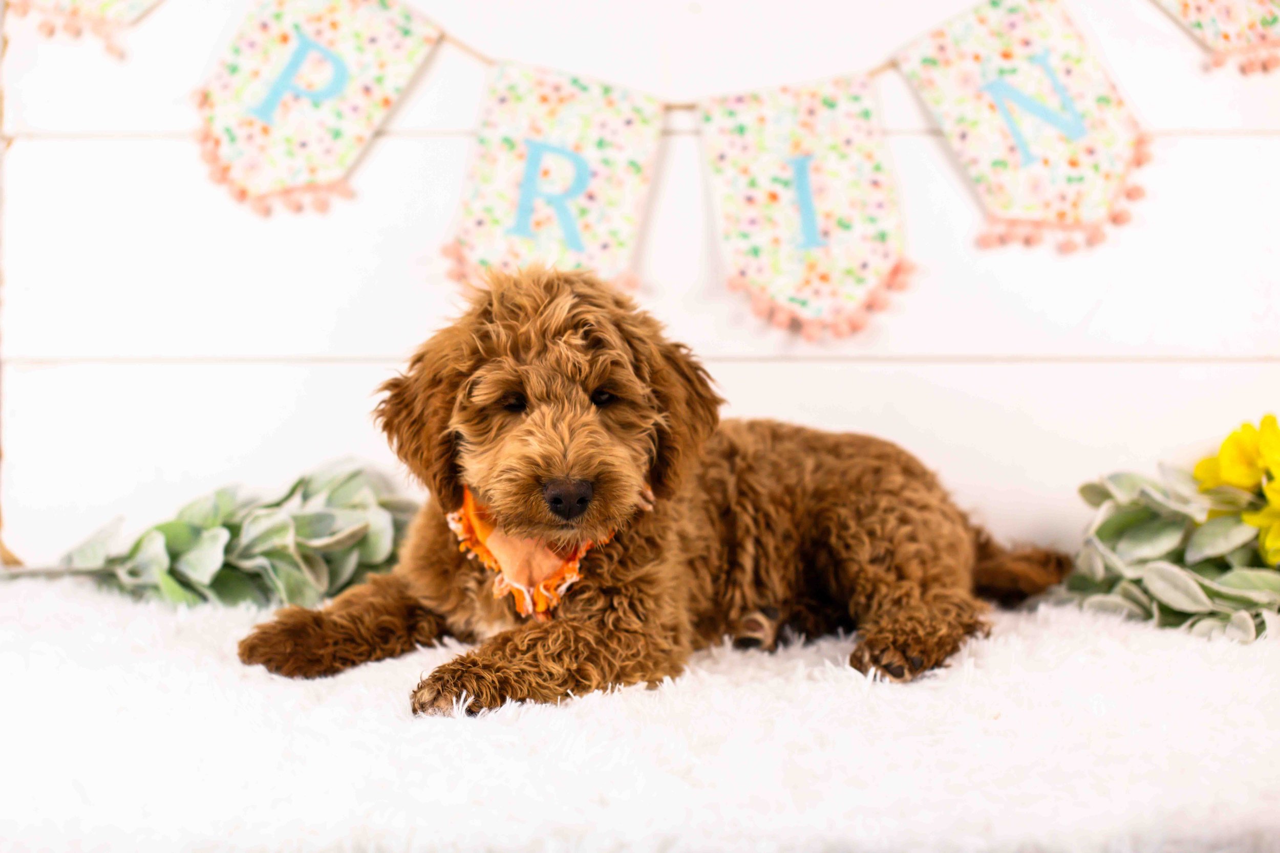 Boone goldendoodle for sale(1).jpg