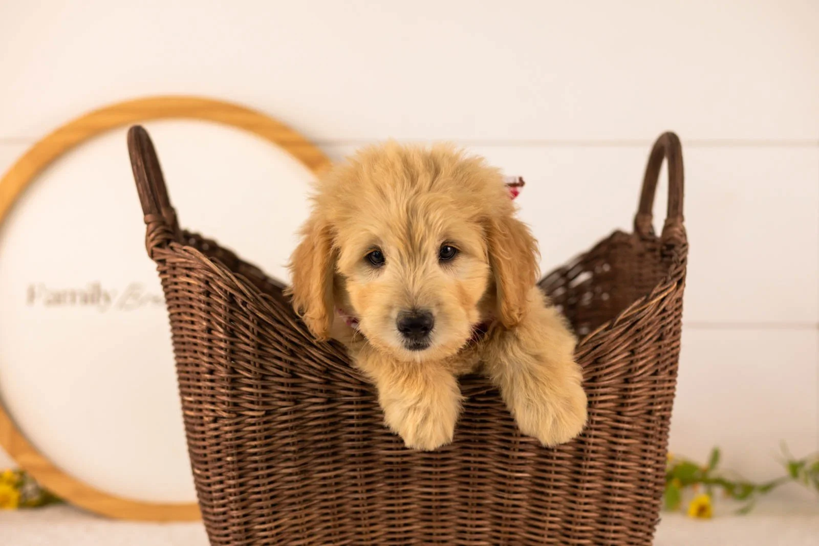 Emery goldendoodle for sale(4).jpg