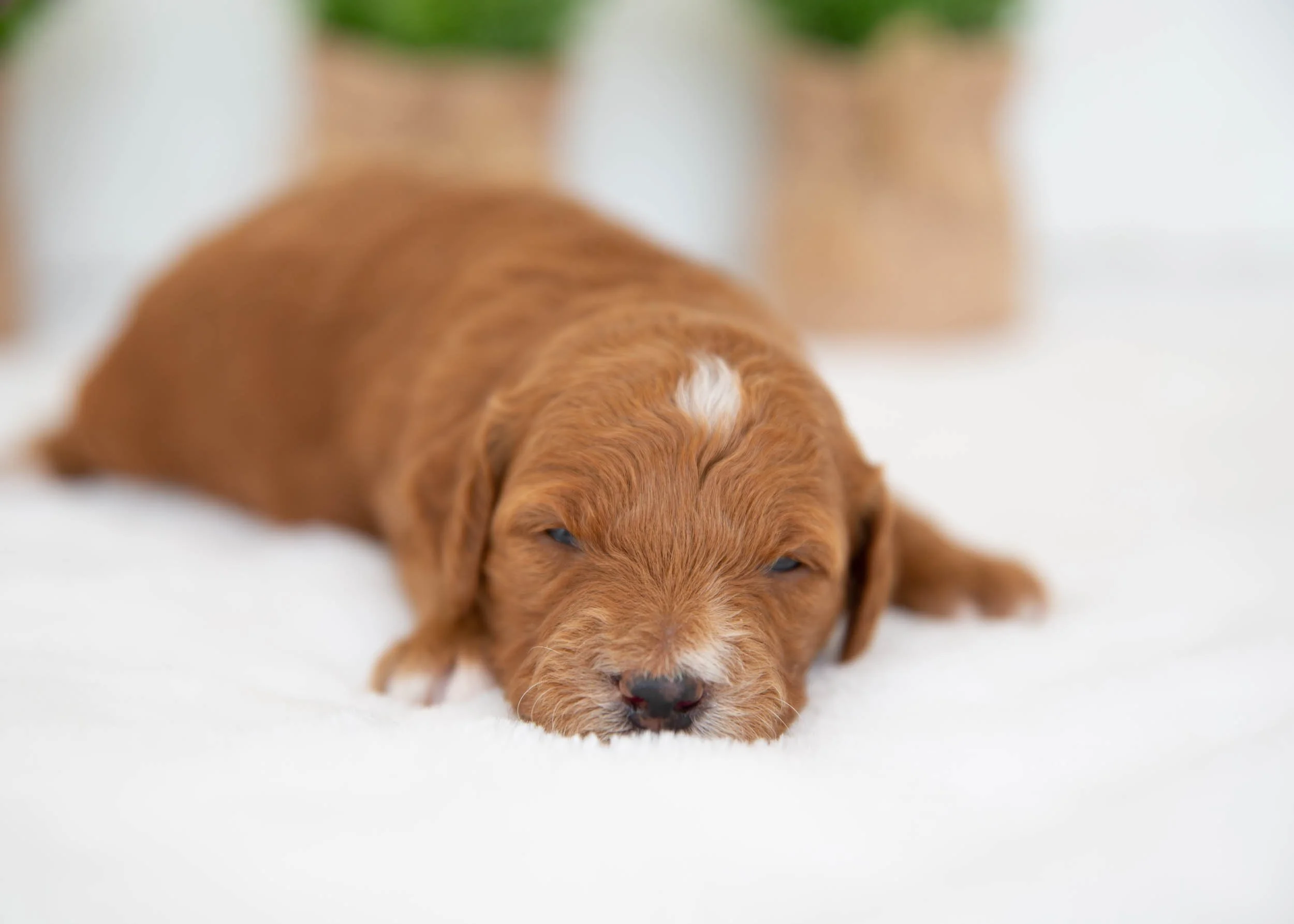 Sundae Goldendoodle for sale(2).jpg