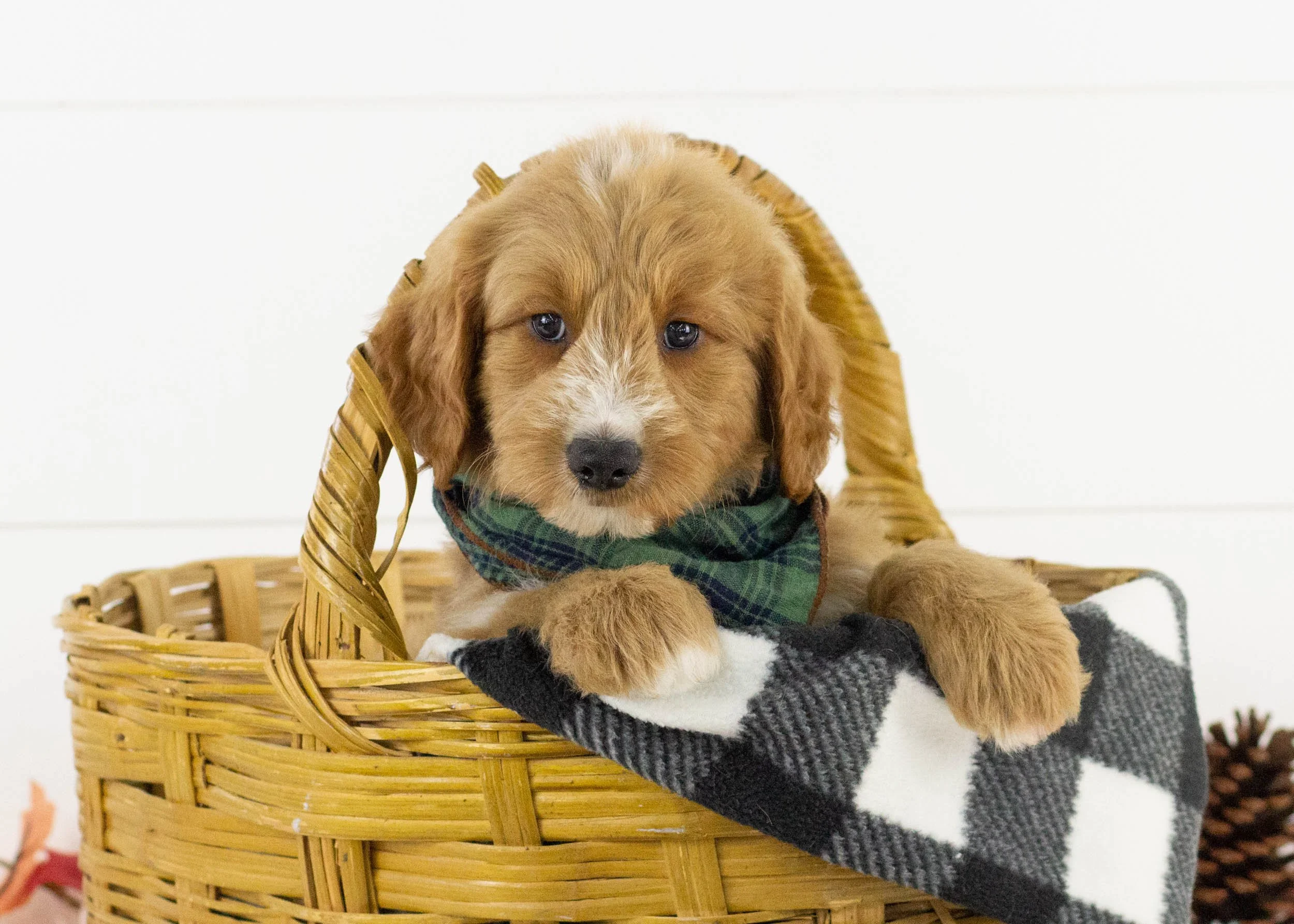 Lark goldendoodle for sale(1).jpg