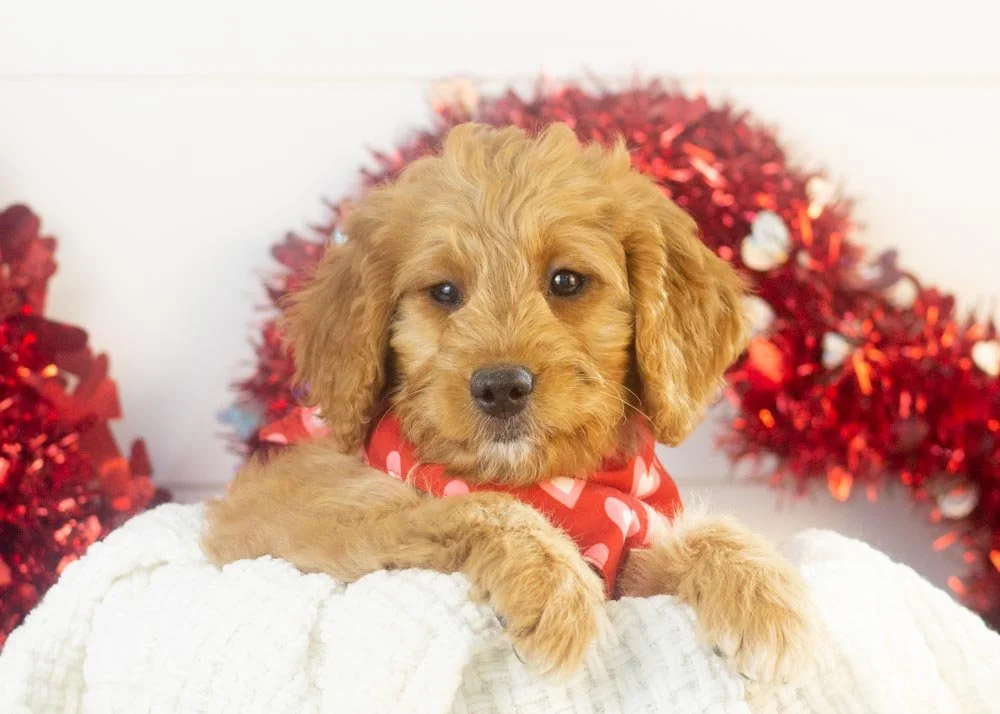Peanut goldendoodle for sale.jpg