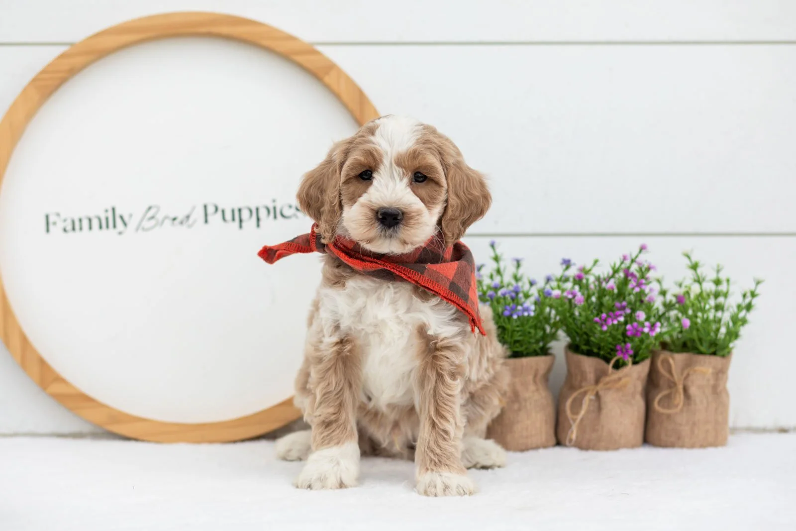 Peter goldendoodle for sale(1).jpg