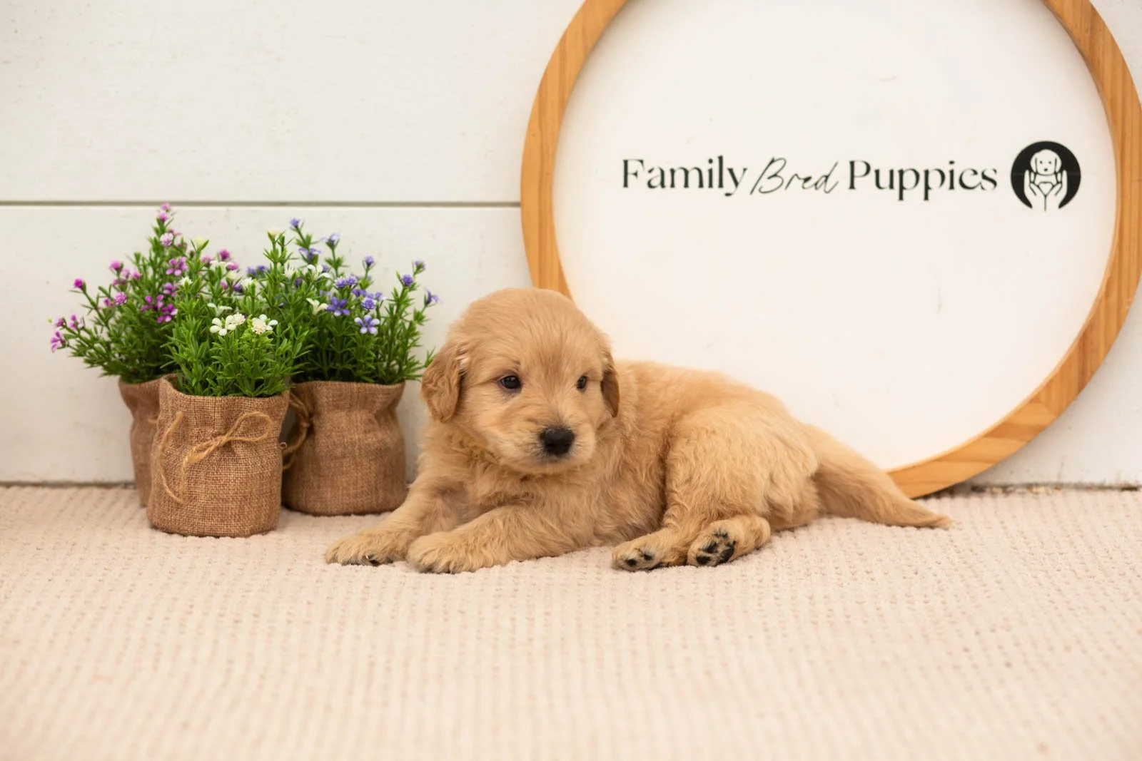 emry goldendoodle for sale(1).jpg