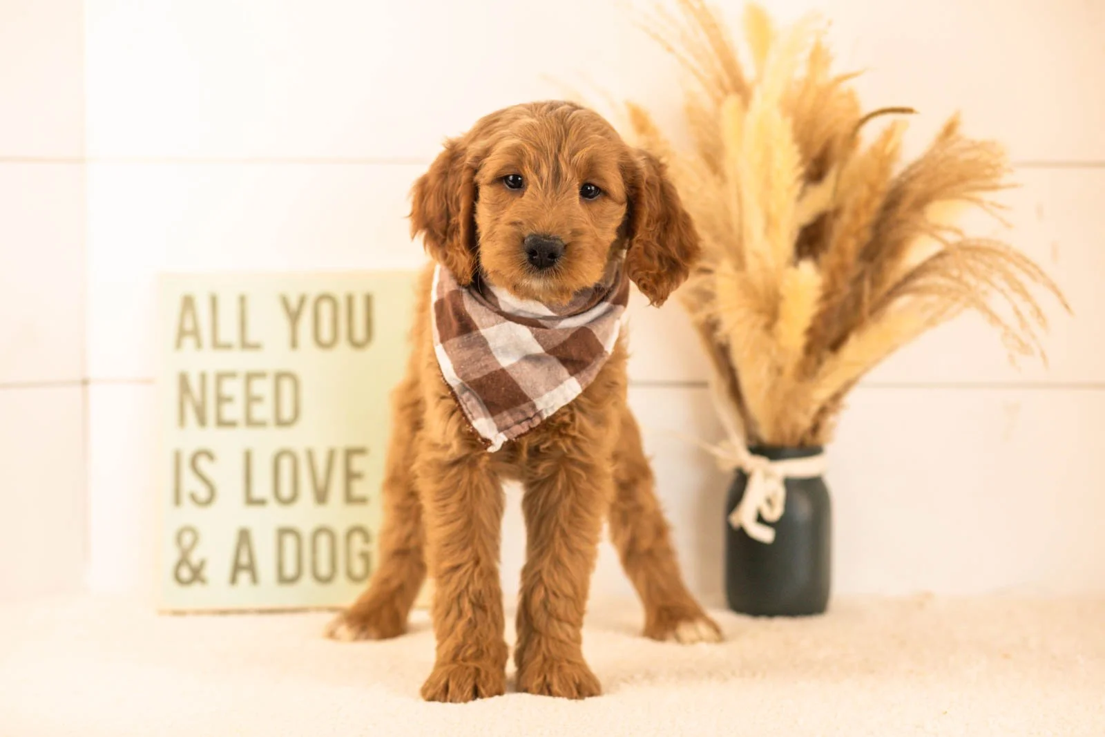 Owen goldendoodle for sale(2).jpg