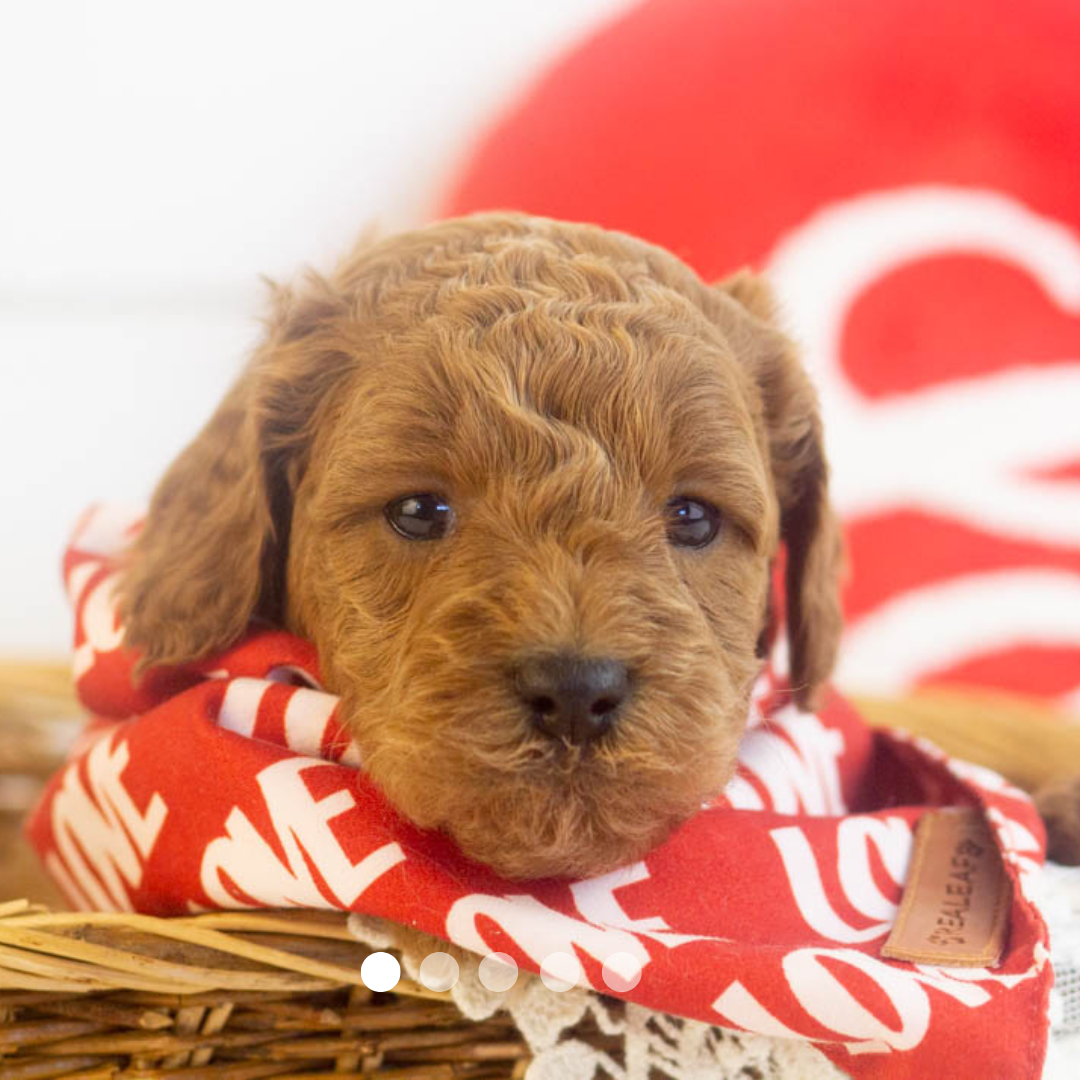 Copy of FBP Design.png