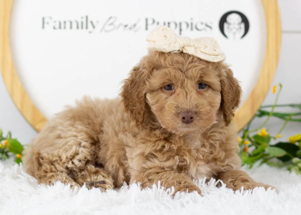alabama goldendoodle for sale(3).jpg