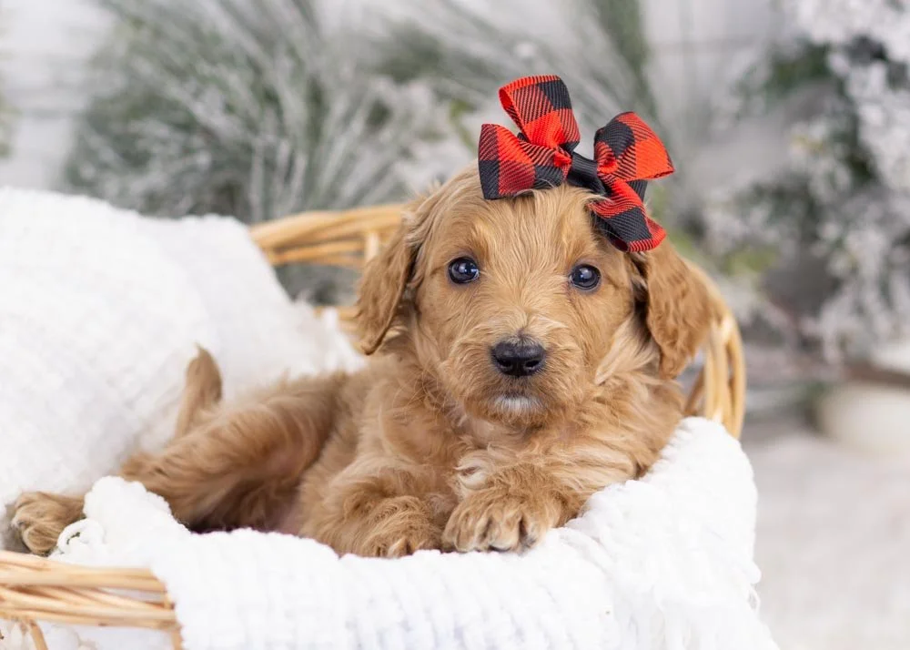 Magic goldendoodle for sale.jpg