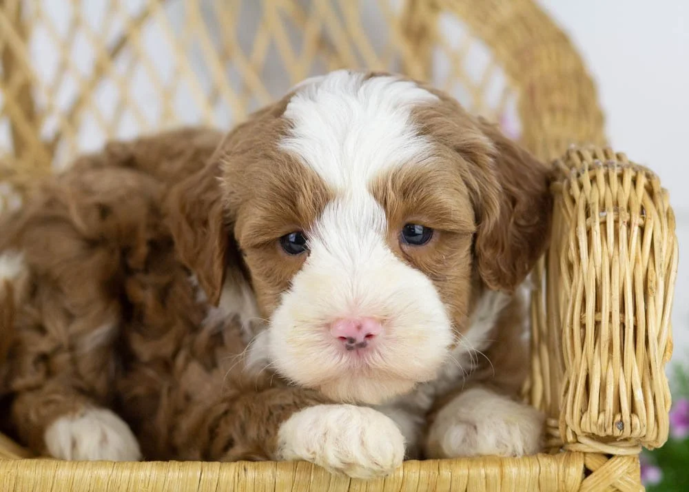 clover goldendoodle for sale(3).jpg