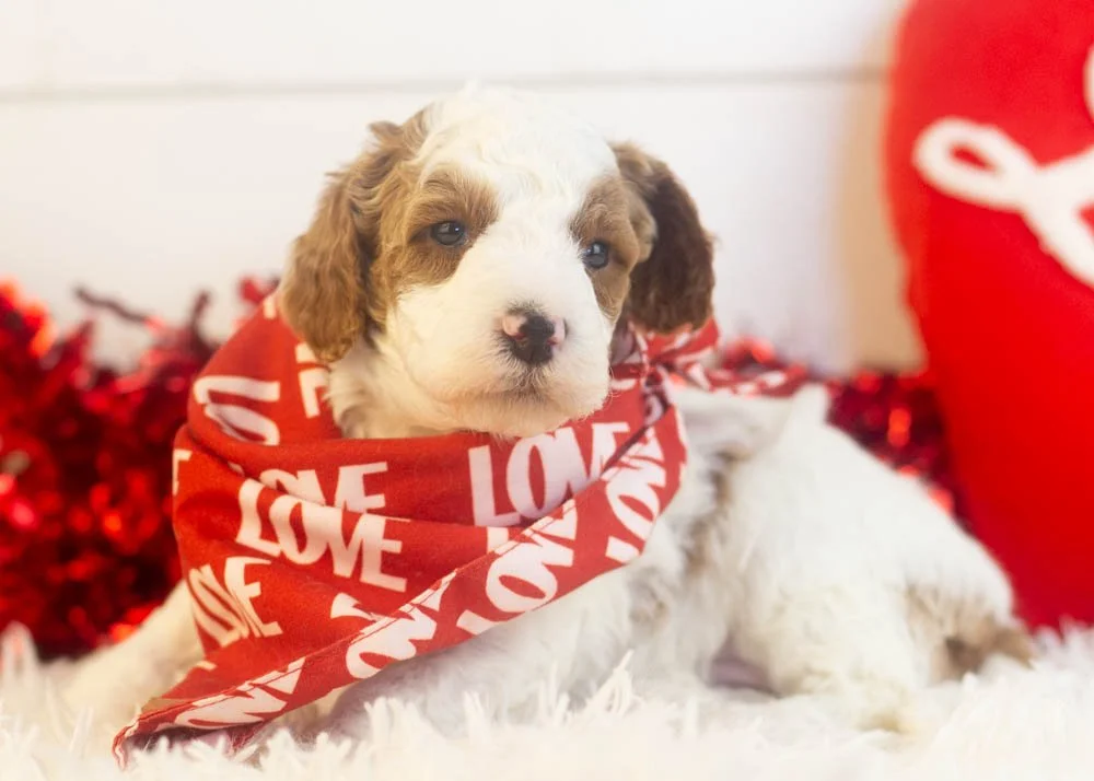 Mustang goldendoodle for sale.jpg