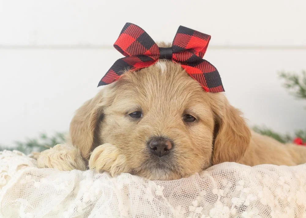 goldendoodle for sale