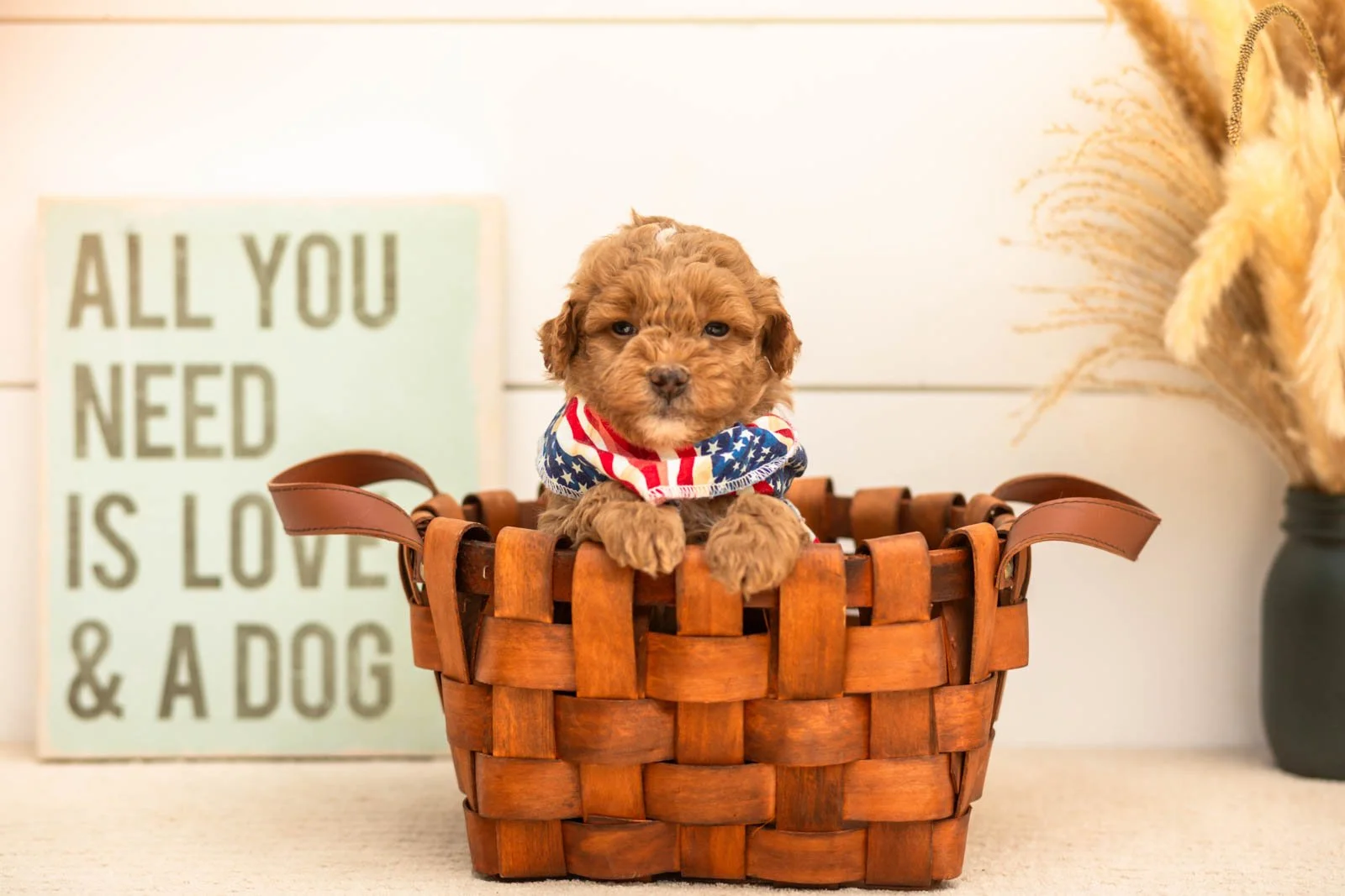 Oriole goldendoodle for sale(2).jpg