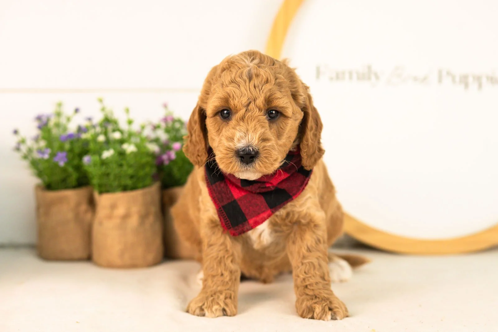 Thunder goldendoodle for sale(2).jpg