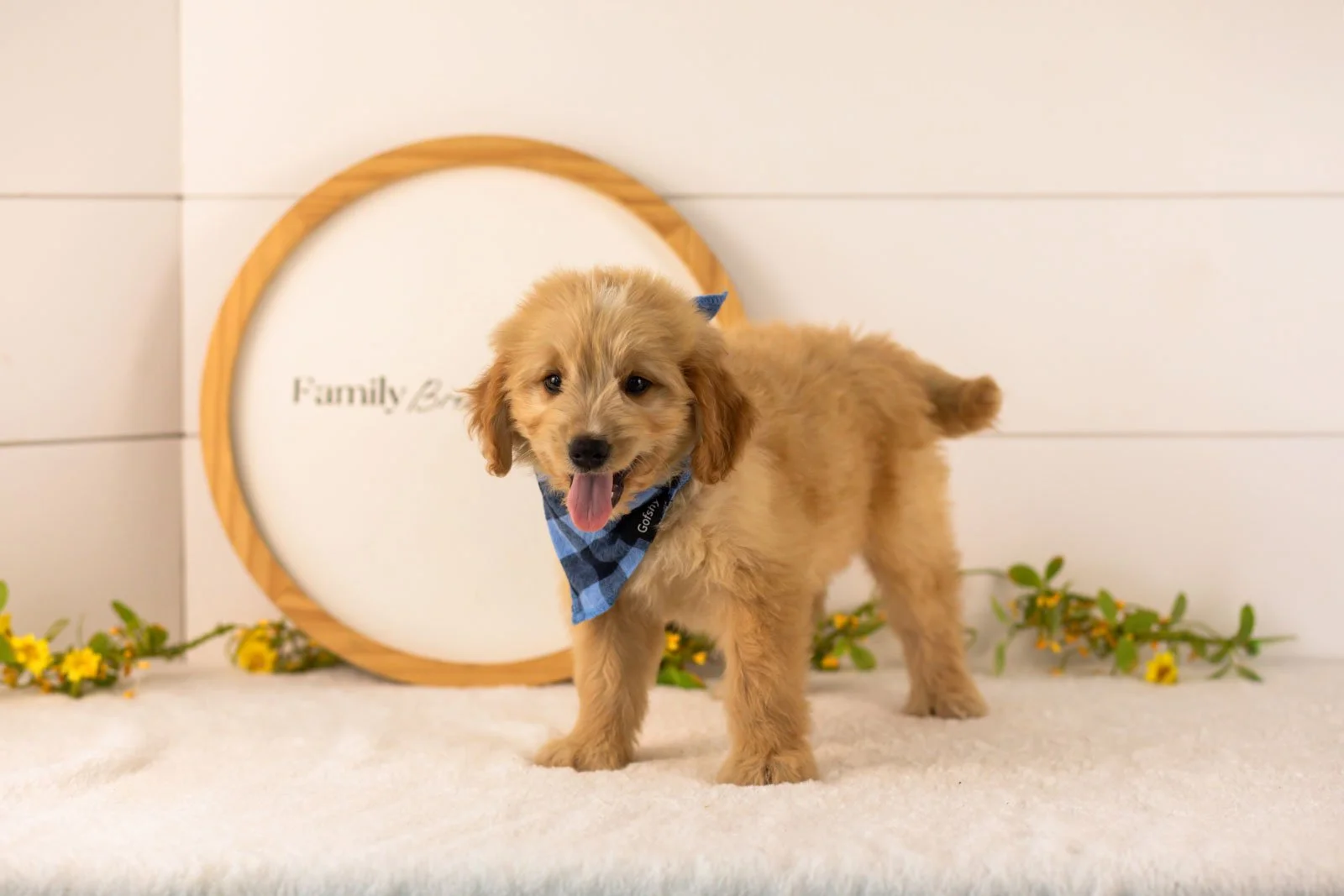 Ezra goldendoodle for sale.jpg