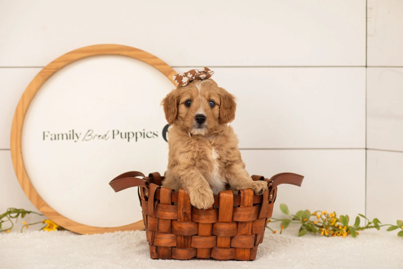 Glory goldendoodle for sale(3).jpg