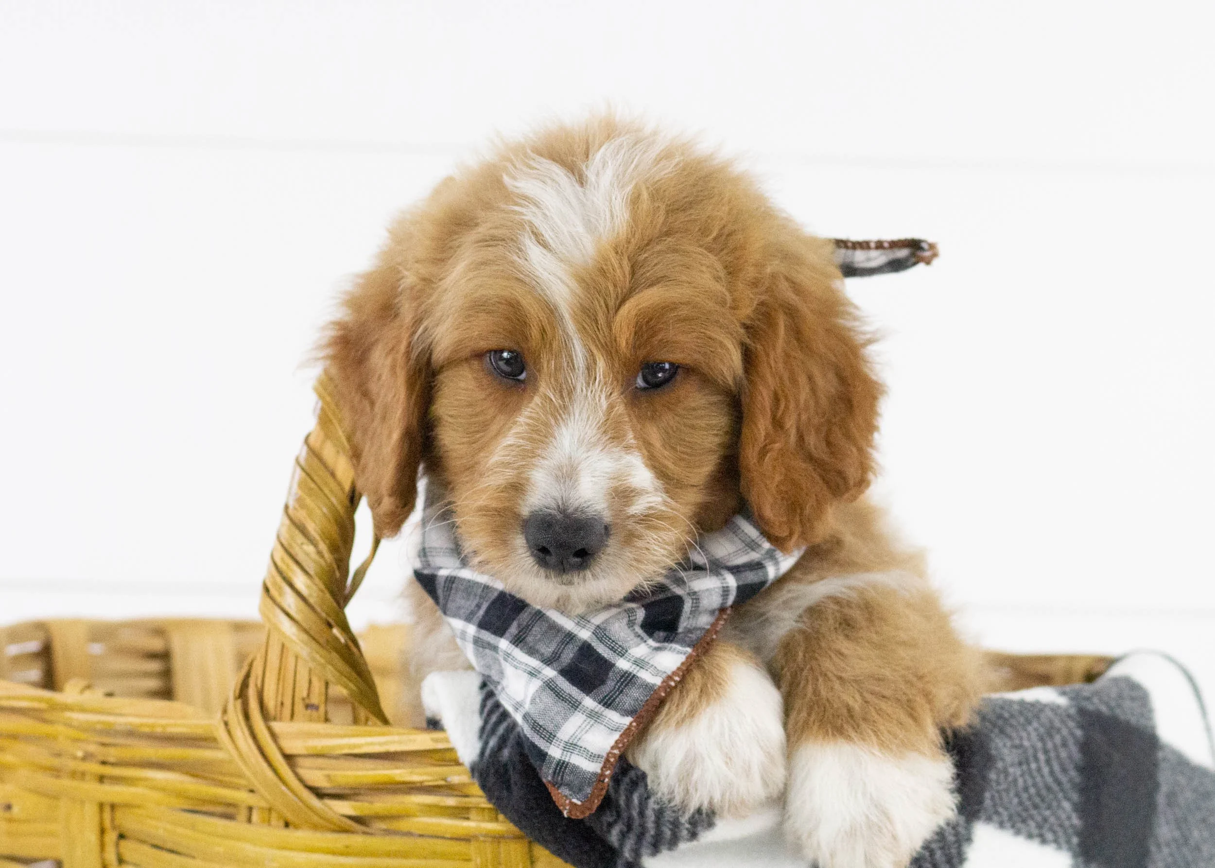 Eagle goldendoodle for sale(3).jpg