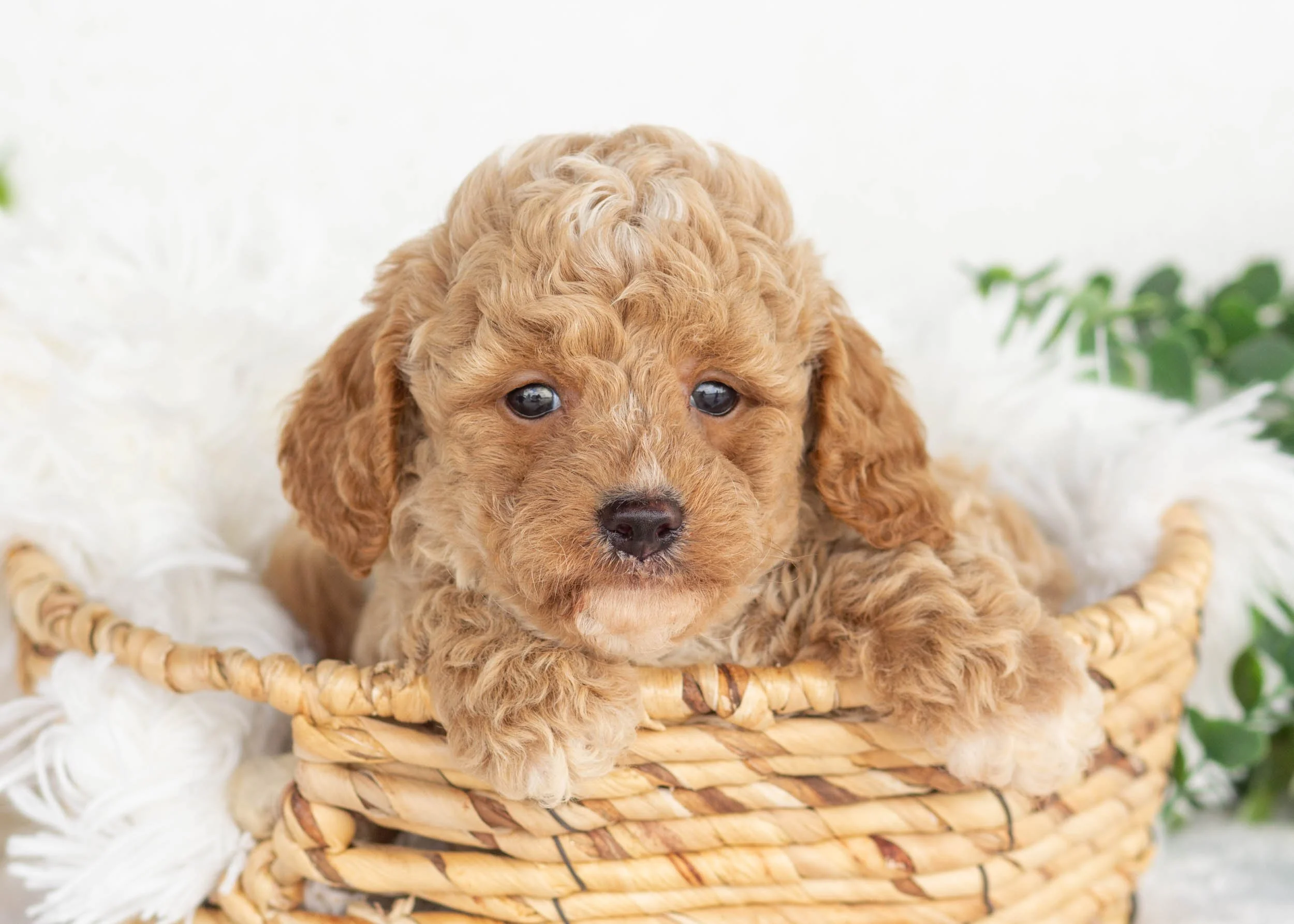 Miles Goldendoodle For Sal.jpg