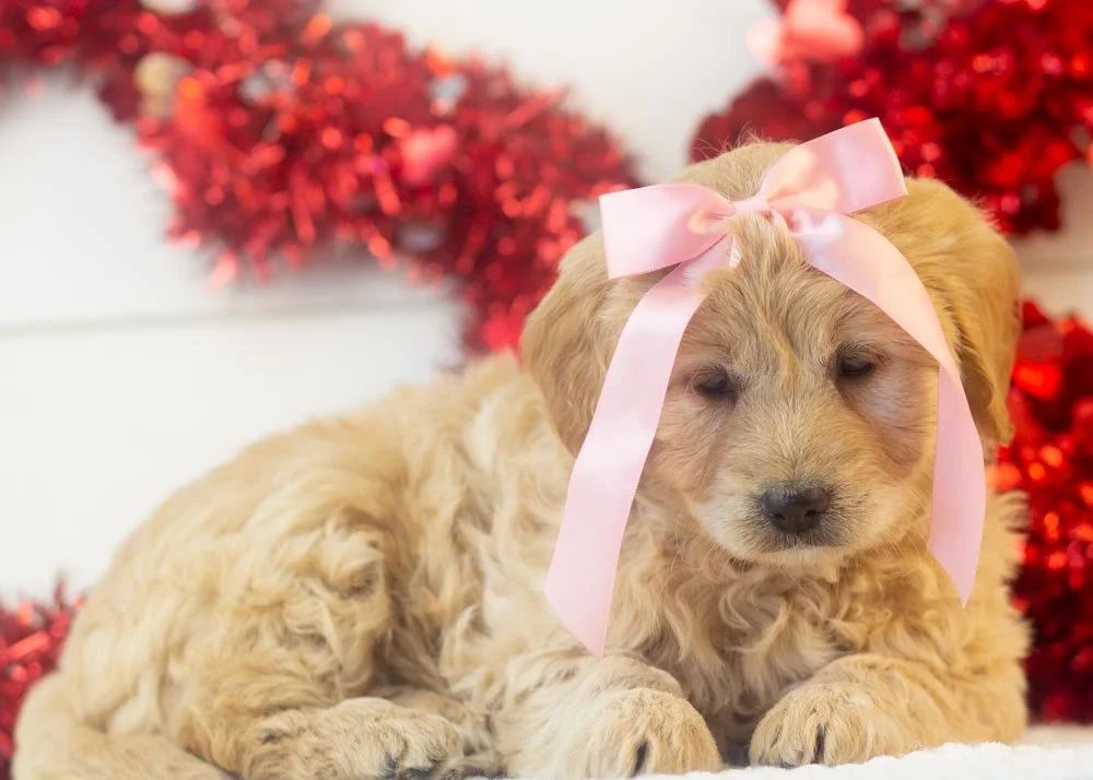 Sage goldendoodle for sale(2).jpg