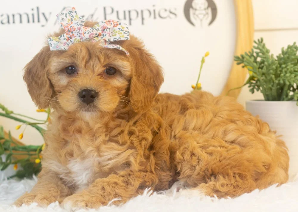 bo peep goldendoodle for sale..jpg