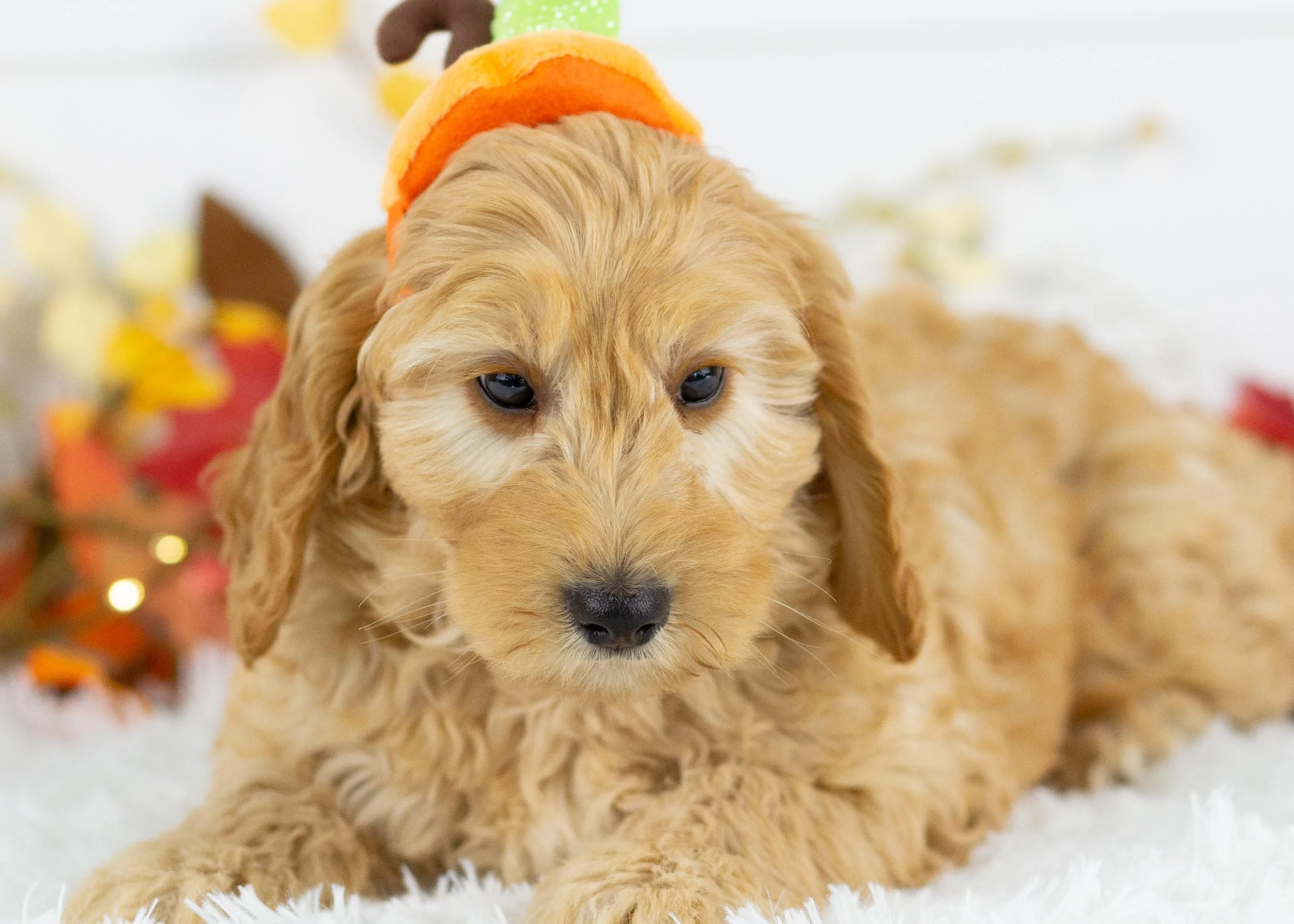 Beauty goldendoodle for sale.jpg