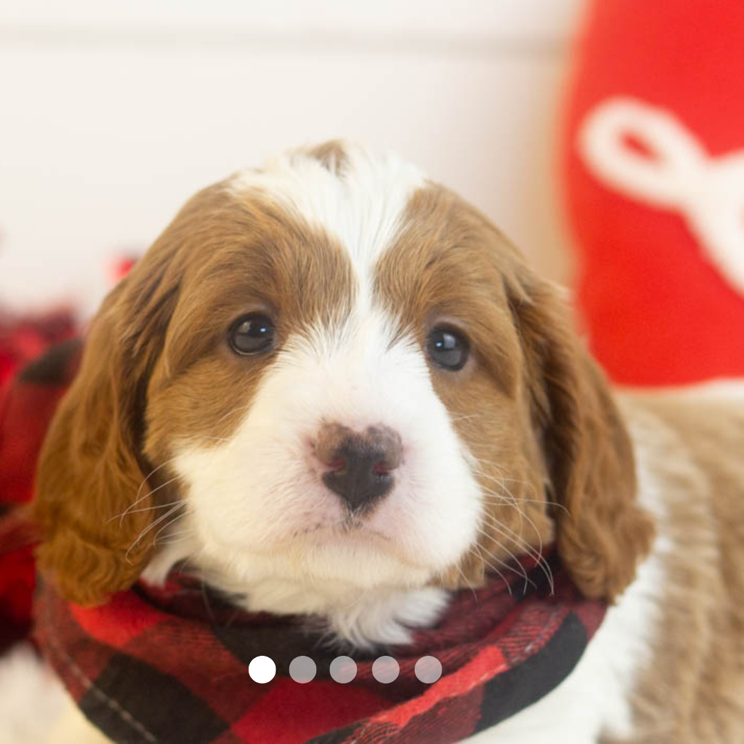 Copy of FBP Design.png