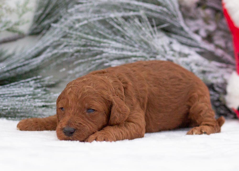 Titan goldendoodle for sale(2).jpg