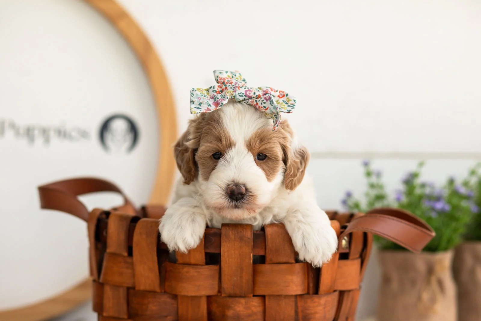 Leslie goldendoodle for sale.jpg