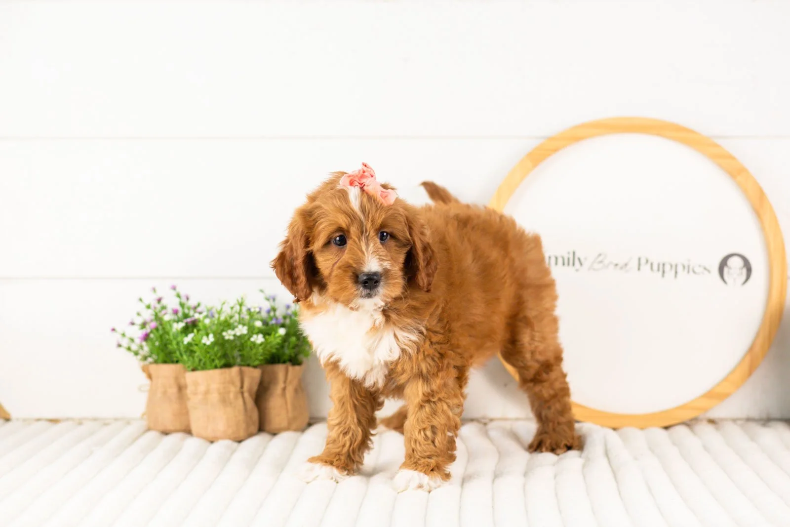 Calle goldendoodle for sale(2).jpg