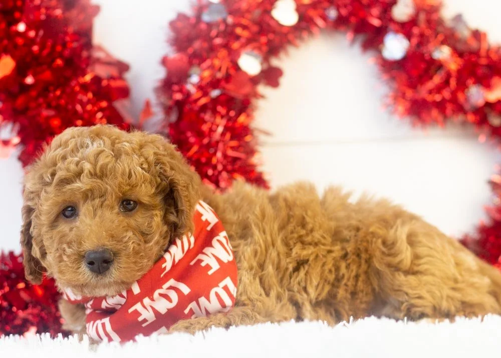 Bandit goldendoodle for sale(3).jpg