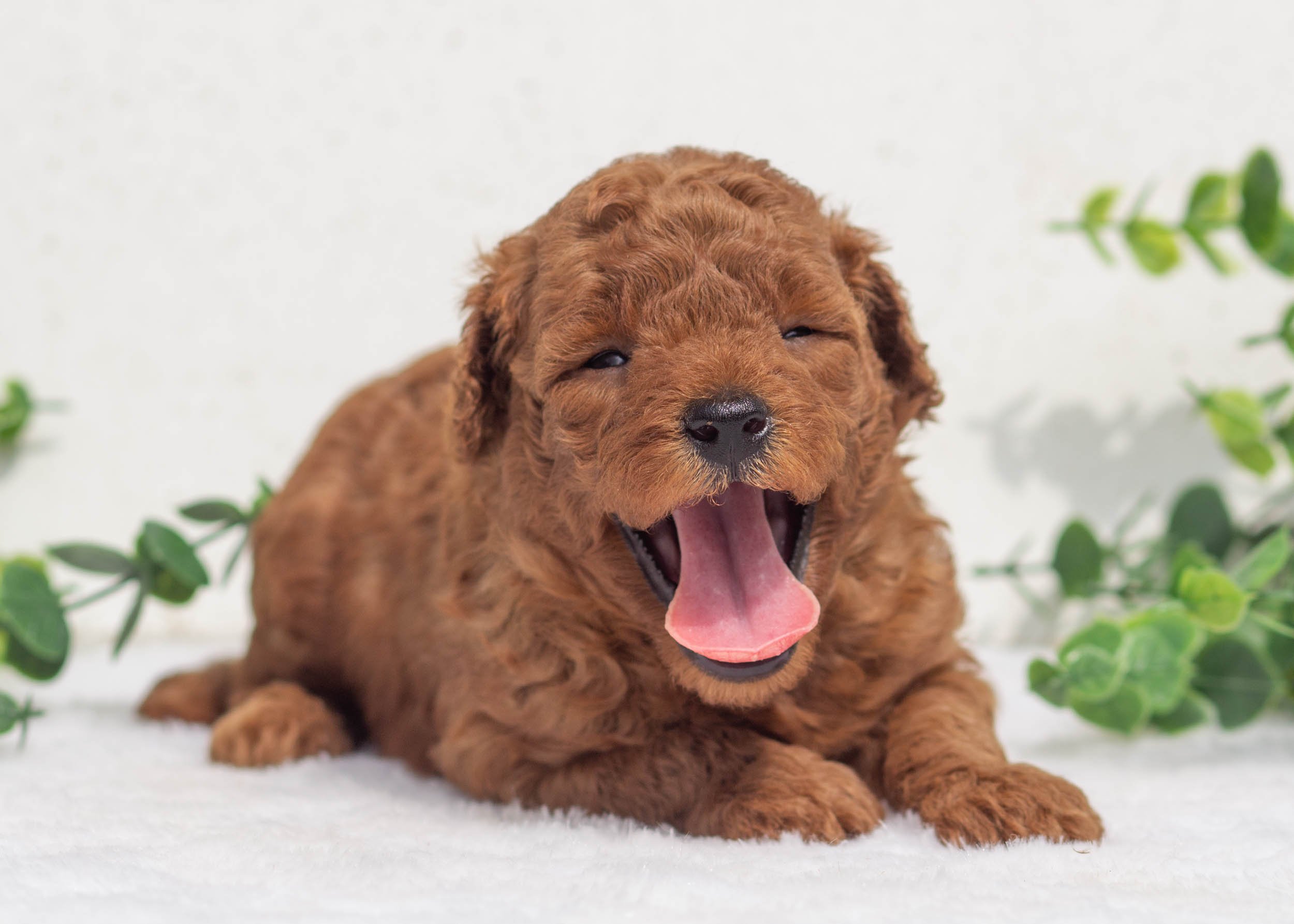 Laken Goldendoodle For Sale.jpg
