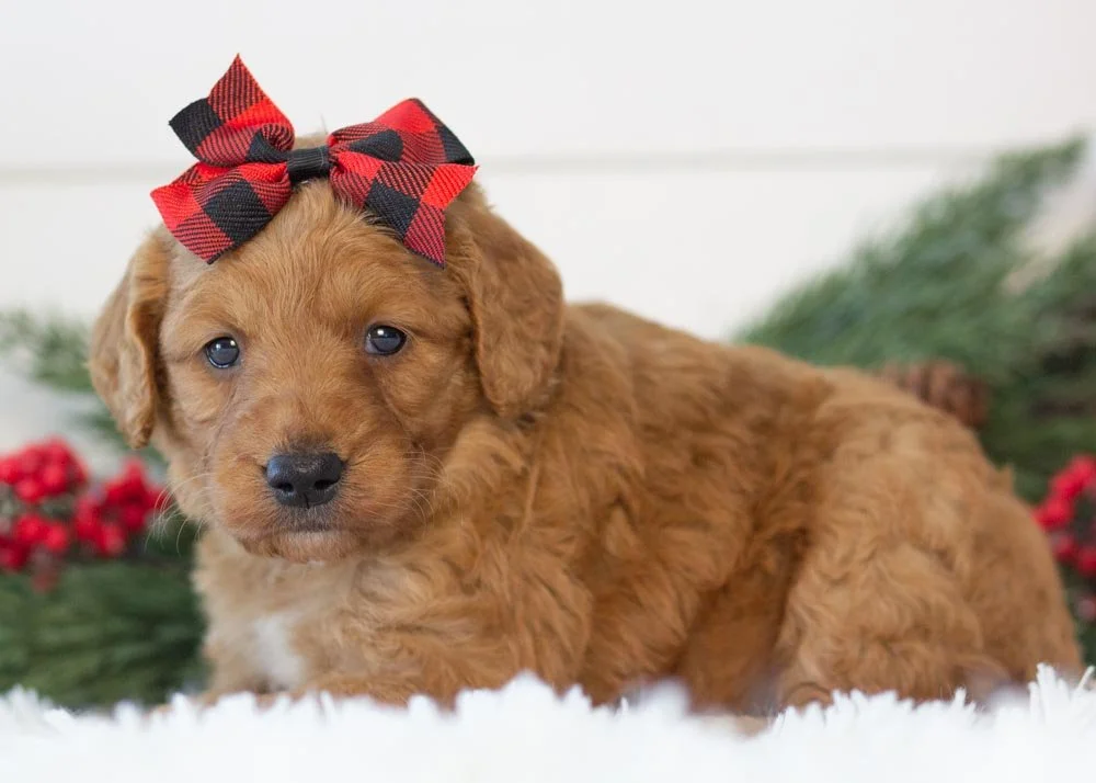 Peanut goldendoodle for sale(3).jpg