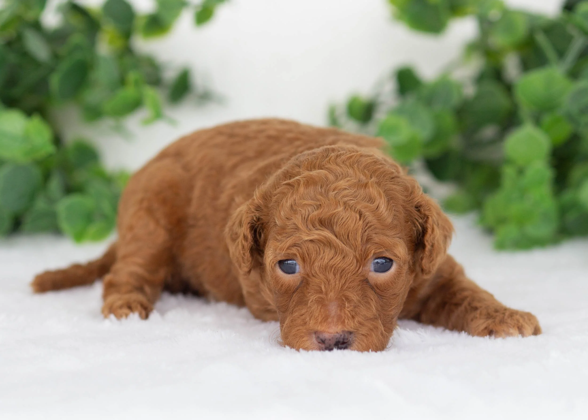 Vincent Goldendoodles for sale(2).jpg