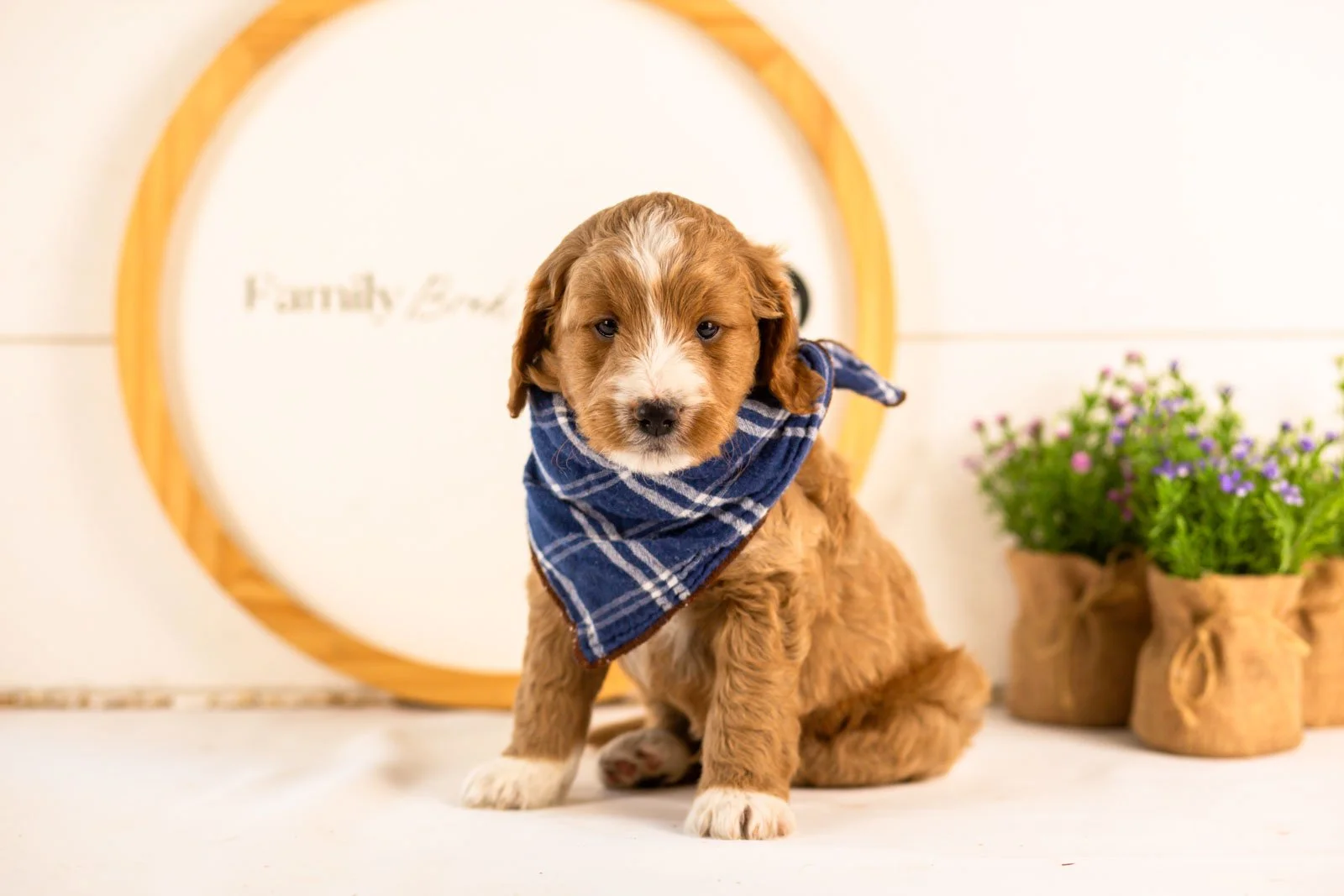 gruyere goldendoodle for sale(1).jpg