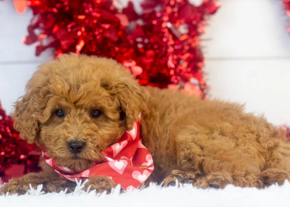 goldendoodle for sale