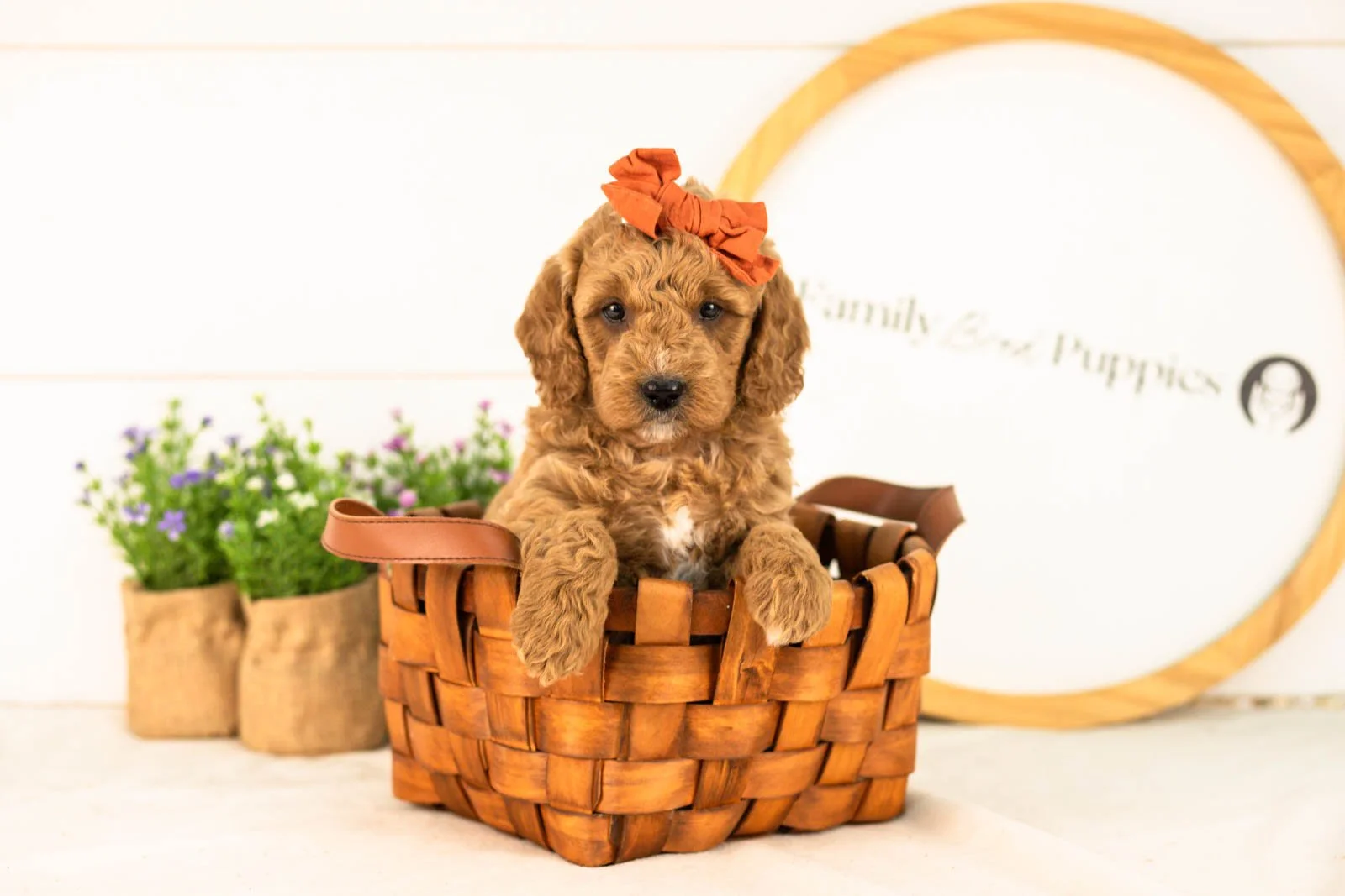 Breeze goldendoodle for sale(4).jpg
