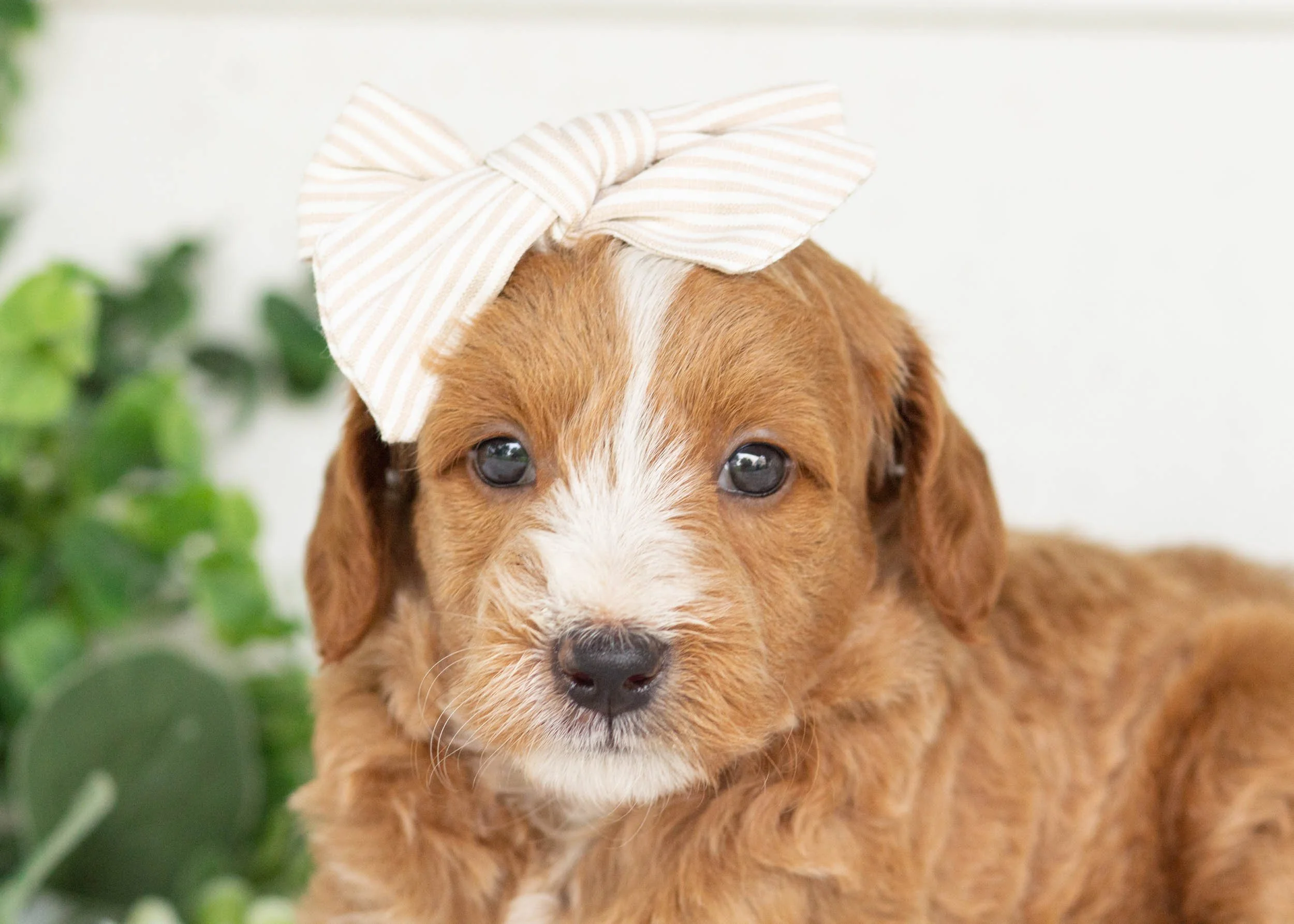 sorbet goldendoodle for sale.jpg