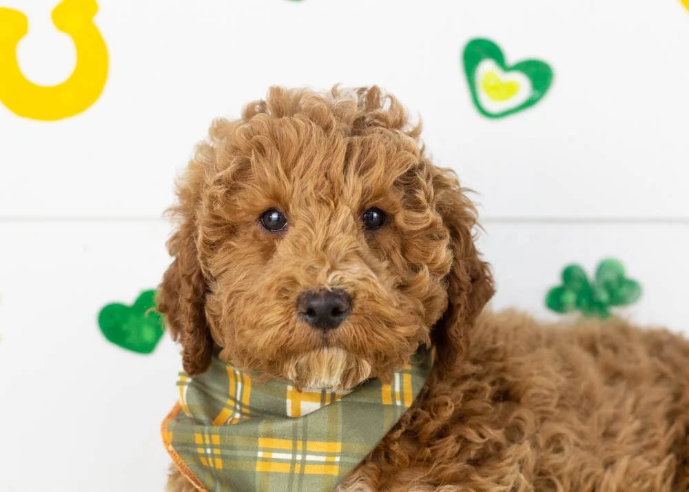 Blake goldendoodle for sale(1).jpg