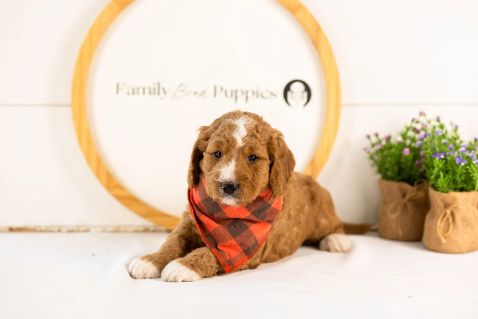 colby goldendoodle for sale(2).jpg