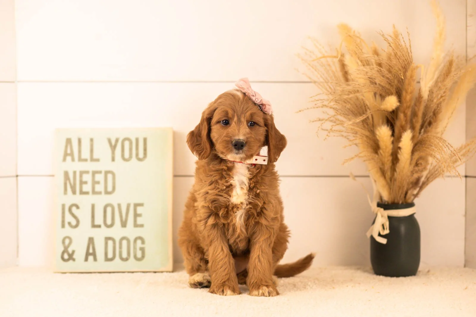 Veah goldendoodle for sale(1).jpg