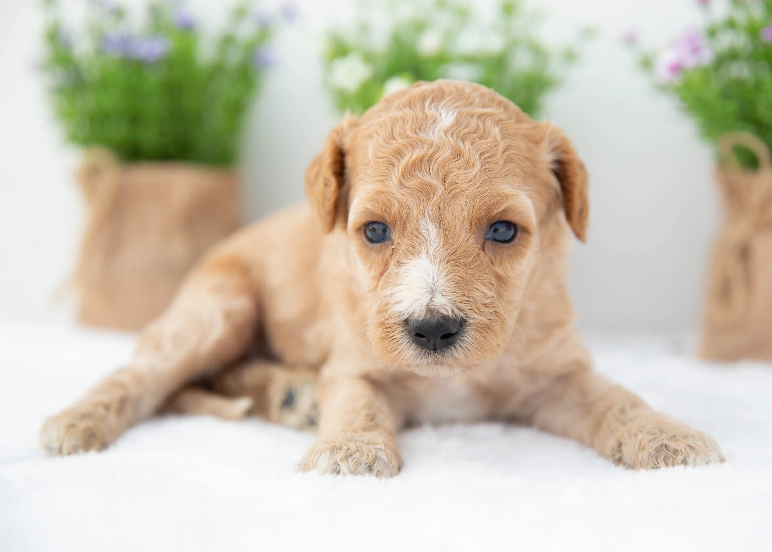 Beau goldendoodle for sale(2).jpg