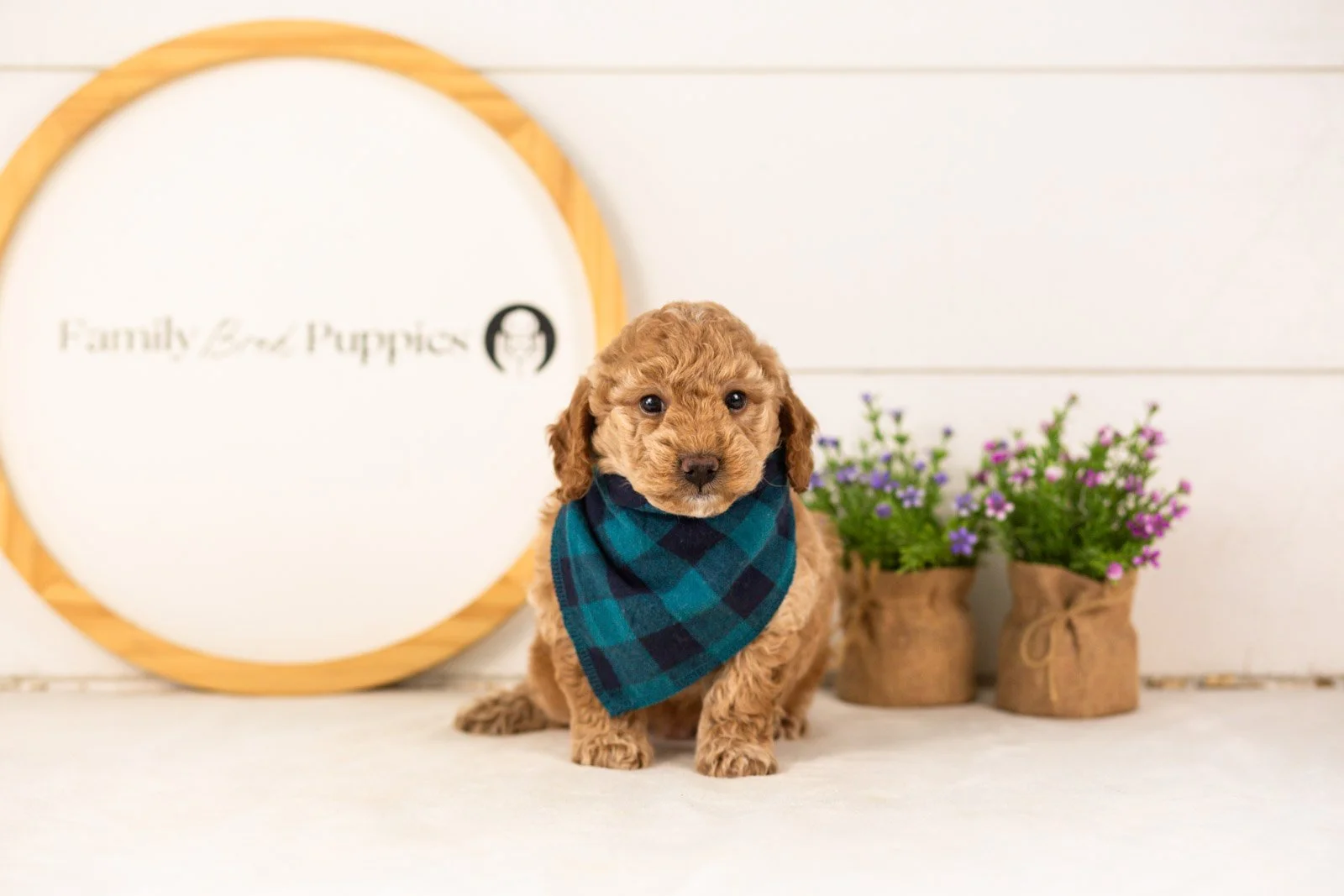 Benji goldendoodle for sale..jpg